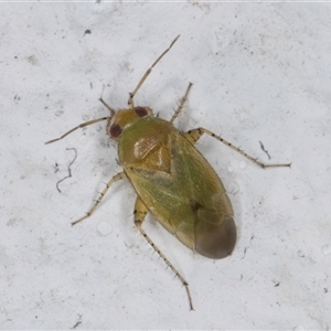 Miridae (family) at Melba, ACT - 20 Nov 2024 11:40 PM