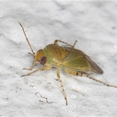 Miridae (family) at Melba, ACT - 20 Nov 2024 11:40 PM