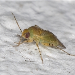 Miridae (family) at Melba, ACT - 20 Nov 2024 11:40 PM