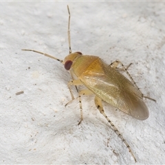 Miridae (family) at Melba, ACT - 20 Nov 2024 11:40 PM