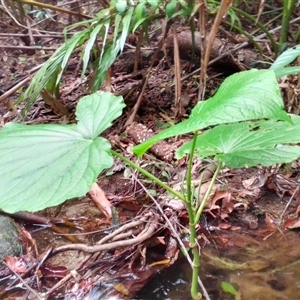 Piper umbellatum at Mossman Gorge, QLD - 11 Mar 2022 05:03 PM