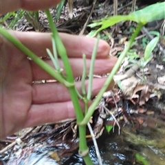 Piper umbellatum at Mossman Gorge, QLD - 11 Mar 2022 05:03 PM