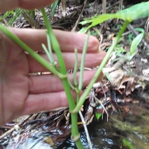 Piper umbellatum at Mossman Gorge, QLD - 11 Mar 2022 05:03 PM