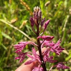 Dipodium punctatum (Blotched Hyacinth Orchid) at Kangaroo Valley, NSW - 23 Nov 2024 by lbradley