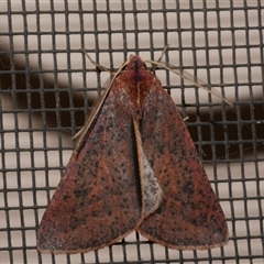 Cycloprorodes melanoxysta (Black-edged Geometrid) at Freshwater Creek, VIC - 26 Jun 2020 by WendyEM