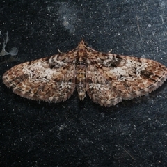 Chloroclystis approximata (Plumed or Cherry Looper) at Freshwater Creek, VIC - 26 Jun 2020 by WendyEM