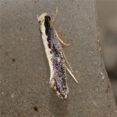 Monopis ethelella (Dead Sheep's Moth) at Freshwater Creek, VIC - 26 Jun 2020 by WendyEM