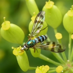 Heteropsilopus ingenuus (A long-legged fly) at Charleys Forest, NSW - 4 Jan 2021 by arjay