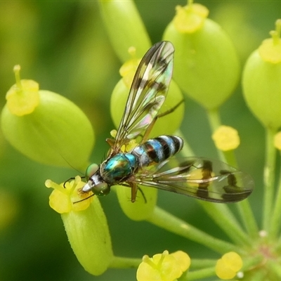 Heteropsilopus ingenuus (A long-legged fly) at Charleys Forest, NSW - 4 Jan 2021 by arjay