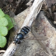 Unidentified Hover fly (Syrphidae) at Charleys Forest, NSW - 30 Sep 2024 by arjay