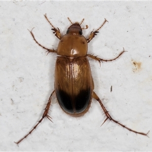 Phyllotocus macleayi at Melba, ACT - 21 Nov 2024 08:35 PM