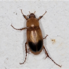 Phyllotocus macleayi at Melba, ACT - 21 Nov 2024 08:35 PM