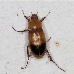 Phyllotocus macleayi at Melba, ACT - 21 Nov 2024 08:35 PM
