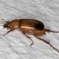 Phyllotocus macleayi at Melba, ACT - 21 Nov 2024 08:35 PM