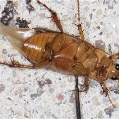 Phyllotocus macleayi at Melba, ACT - 21 Nov 2024 08:35 PM
