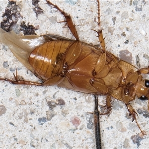 Phyllotocus macleayi at Melba, ACT - 21 Nov 2024 08:35 PM