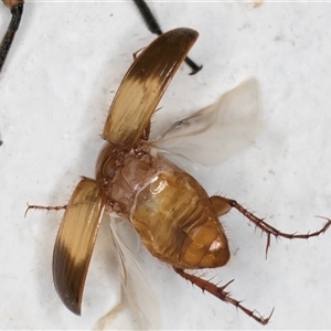 Phyllotocus macleayi at Melba, ACT - 21 Nov 2024 08:35 PM