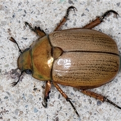 Anoplognathus brunnipennis (Green-tailed Christmas beetle) at Melba, ACT - 21 Nov 2024 by kasiaaus