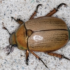 Anoplognathus brunnipennis at Melba, ACT - 21 Nov 2024 08:34 PM