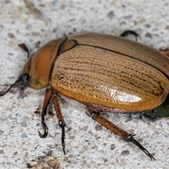 Anoplognathus brunnipennis at Melba, ACT - 21 Nov 2024 08:34 PM