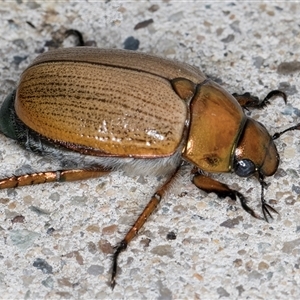 Anoplognathus brunnipennis at Melba, ACT - 21 Nov 2024 08:34 PM