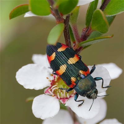 Castiarina sexplagiata (Jewel beetle) at Uriarra Village, ACT - 22 Nov 2024 by DPRees125