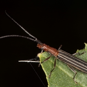 Syllitus rectus at Melba, ACT - 22 Nov 2024 03:05 PM