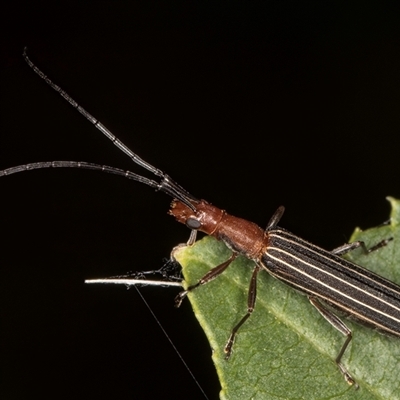 Syllitus rectus (Longhorn beetle) at Melba, ACT - 22 Nov 2024 by kasiaaus