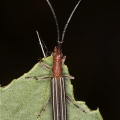 Syllitus rectus at Melba, ACT - 22 Nov 2024 03:05 PM