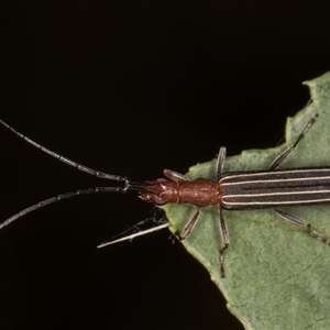 Syllitus rectus at Melba, ACT - 22 Nov 2024 03:05 PM