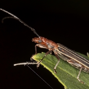 Syllitus rectus at Melba, ACT - 22 Nov 2024