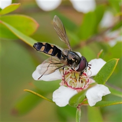 Melangyna collatus (Hover fly) at Uriarra Village, ACT - 22 Nov 2024 by DPRees125