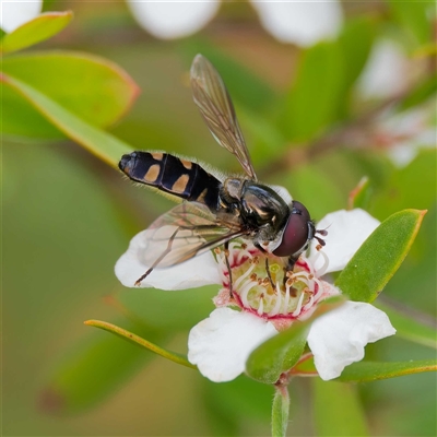 Melangyna collatus (Hover fly) at Uriarra Village, ACT - 22 Nov 2024 by DPRees125