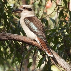 Dacelo novaeguineae (Laughing Kookaburra) at Pipeclay, NSW - 22 Nov 2024 by MVM