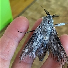 Endoxyla (genus) (Unknown Wood Moth) at Page, ACT - 23 Nov 2024 by AnkeMaria