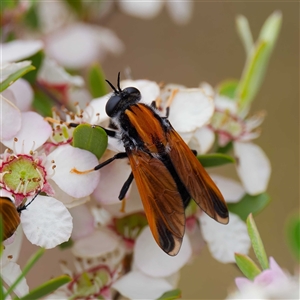 Pelecorhynchus fulvus at Uriarra Village, ACT - 22 Nov 2024