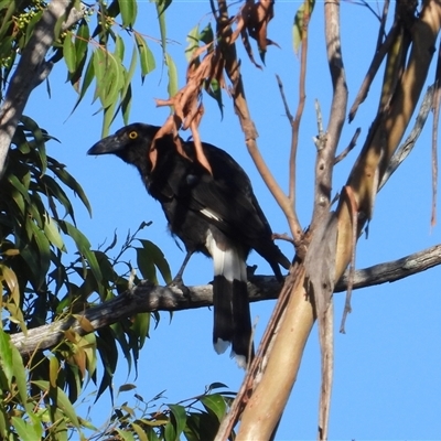 Strepera graculina (Pied Currawong) at Pipeclay, NSW - 22 Nov 2024 by MVM