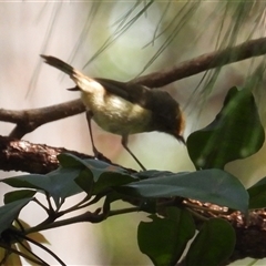 Acanthiza pusilla (Brown Thornbill) at Pipeclay, NSW - 21 Nov 2024 by MVM