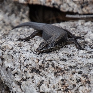 Egernia saxatilis at Rendezvous Creek, ACT - 22 Nov 2024