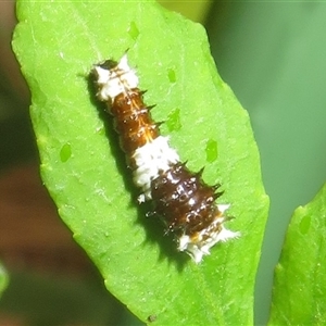 Papilio aegeus at Flynn, ACT - 23 Nov 2024