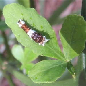 Papilio aegeus at Flynn, ACT - 23 Nov 2024