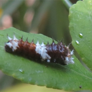 Papilio aegeus at Flynn, ACT - 23 Nov 2024