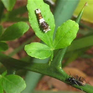 Papilio aegeus at Flynn, ACT - 23 Nov 2024