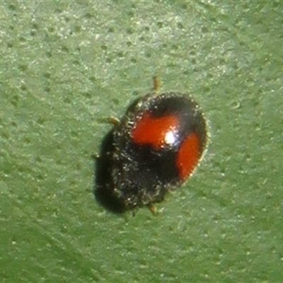 Diomus notescens (Little two-spotted ladybird) at Flynn, ACT - 23 Nov 2024 by Christine