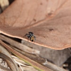 Maratus purcellae at suppressed - suppressed