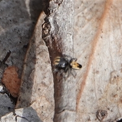 Maratus purcellae at suppressed - suppressed