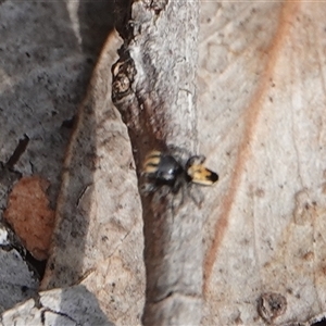 Maratus purcellae at suppressed - suppressed