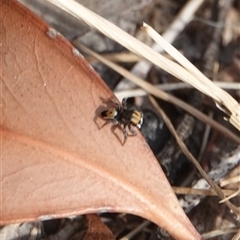 Maratus purcellae at suppressed - suppressed