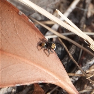 Maratus purcellae at suppressed - suppressed