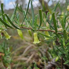 Billardiera scandens (Hairy Apple Berry) at Bombay, NSW - 23 Nov 2024 by MatthewFrawley